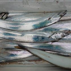 オーフリー 釣果