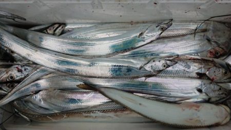 オーフリー 釣果