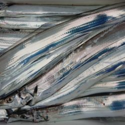 オーフリー 釣果