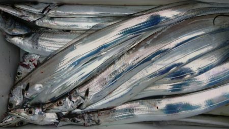 オーフリー 釣果