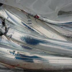 オーフリー 釣果