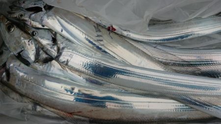 オーフリー 釣果