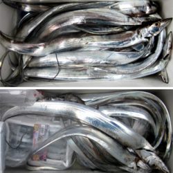 来温丸（らいおんまる） 釣果