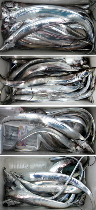 来温丸（らいおんまる） 釣果