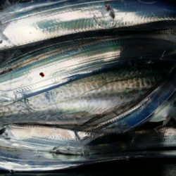 オーフリー 釣果