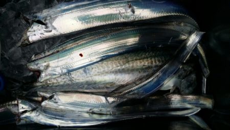 オーフリー 釣果