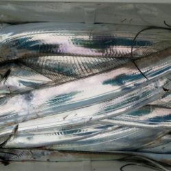 オーフリー 釣果