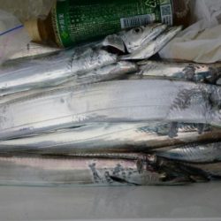 オーフリー 釣果