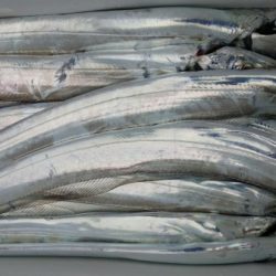 オーフリー 釣果