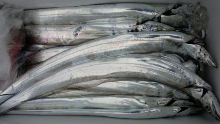 オーフリー 釣果