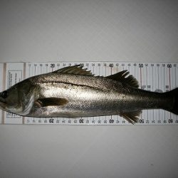 フルコンタクト 釣果