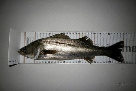 フルコンタクト 釣果