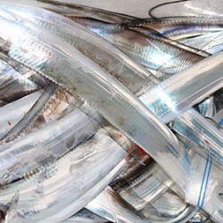 松本釣船２ 釣果