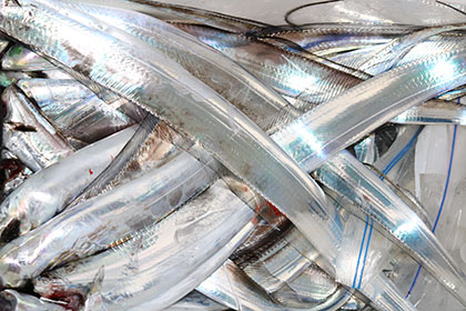 松本釣船２ 釣果