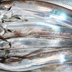 松本釣船２ 釣果