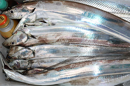 松本釣船２ 釣果