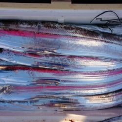 オーフリー 釣果