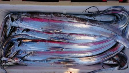 オーフリー 釣果