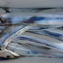 オーフリー 釣果