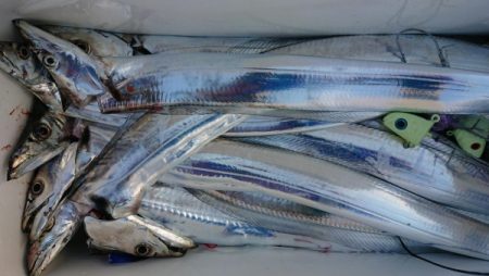 オーフリー 釣果