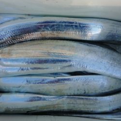 オーフリー 釣果