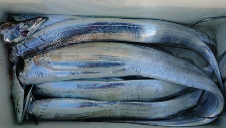 オーフリー 釣果