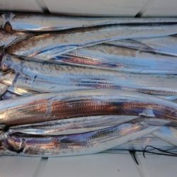 オーフリー 釣果