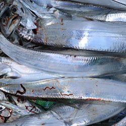 松本釣船２ 釣果