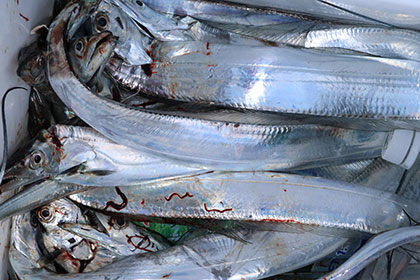 松本釣船２ 釣果