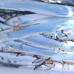 松本釣船２ 釣果