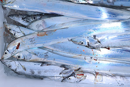 松本釣船２ 釣果