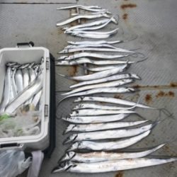 秀丸 釣果