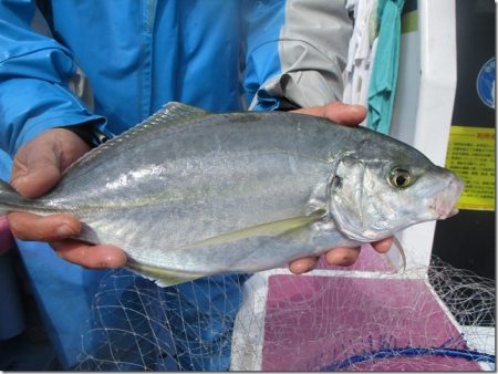 海正丸 釣果