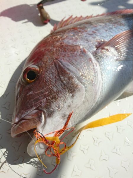 マタウマリンサービス 釣果