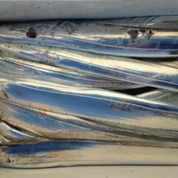 オーフリー 釣果