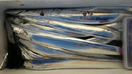 オーフリー 釣果