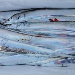 オーフリー 釣果