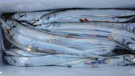 オーフリー 釣果