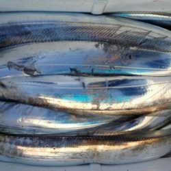 オーフリー 釣果