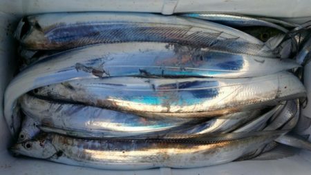 オーフリー 釣果