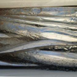 オーフリー 釣果