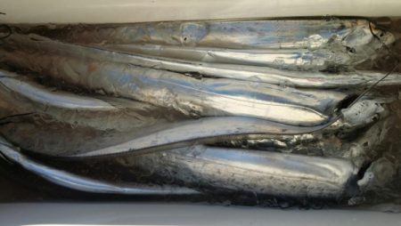 オーフリー 釣果