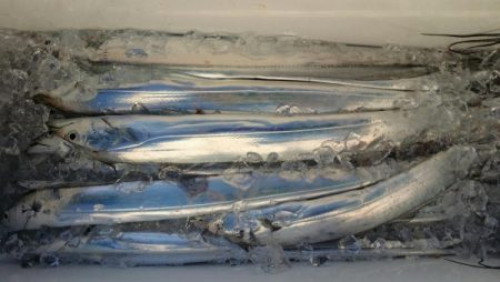 オーフリー 釣果