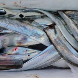 オーフリー 釣果