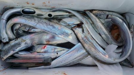 オーフリー 釣果