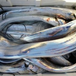 オーフリー 釣果