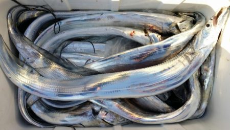 オーフリー 釣果