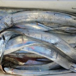 オーフリー 釣果