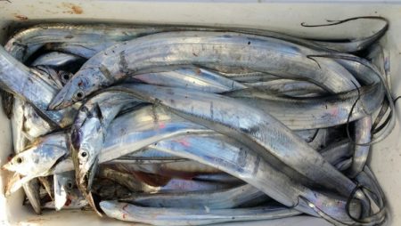 オーフリー 釣果