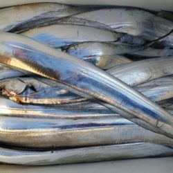 オーフリー 釣果